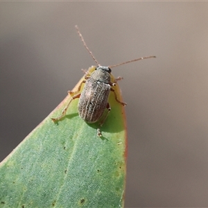 Edusella lineata at Chiltern, VIC - 26 Oct 2024 09:17 AM