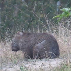 Vombatus ursinus (Common wombat, Bare-nosed Wombat) at Kangaroo Valley, NSW - 27 Oct 2024 by lbradley