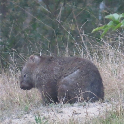 Vombatus ursinus (Common wombat, Bare-nosed Wombat) at Kangaroo Valley, NSW - 26 Oct 2024 by lbradley