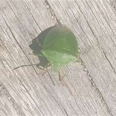 Cuspicona simplex (Green potato bug) at Tyndale, NSW - 26 Oct 2024 by Topwood