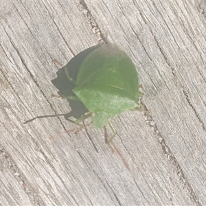 Cuspicona simplex at Tyndale, NSW - 26 Oct 2024 01:56 PM