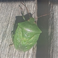 Cuspicona simplex at Tyndale, NSW - 26 Oct 2024 01:56 PM