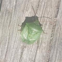 Cuspicona simplex at Tyndale, NSW - 26 Oct 2024 01:56 PM