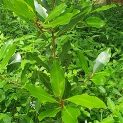 Myrsine howittiana at Shark Creek, NSW - 26 Oct 2024 by Topwood