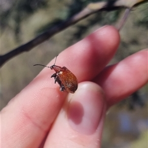 Ecnolagria sp. (genus) at Bungendore, NSW - suppressed