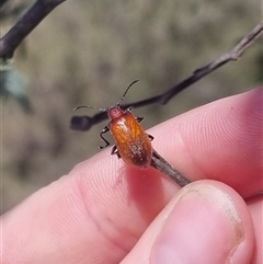 Ecnolagria sp. (genus) at suppressed - 26 Oct 2024