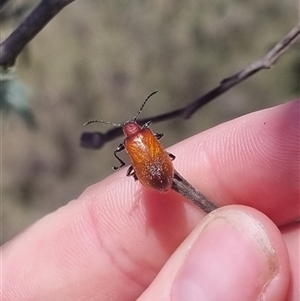 Ecnolagria sp. (genus) at suppressed - 26 Oct 2024