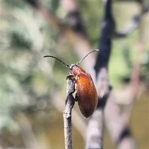 Ecnolagria sp. (genus) at Bungendore, NSW - suppressed