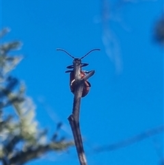 Ecnolagria sp. (genus) at Bungendore, NSW - suppressed