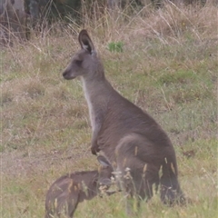 Macropus giganteus (Eastern Grey Kangaroo) at Kangaroo Valley, NSW - 26 Oct 2024 by lbradley