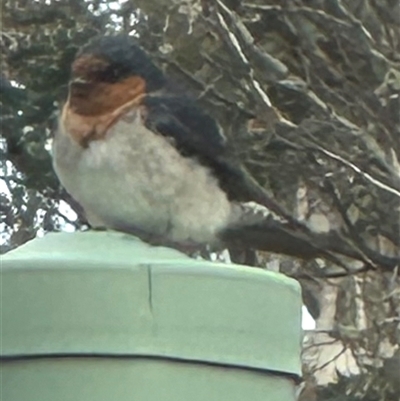 Hirundo neoxena (Welcome Swallow) at Bungendore, NSW - 26 Oct 2024 by yellowboxwoodland