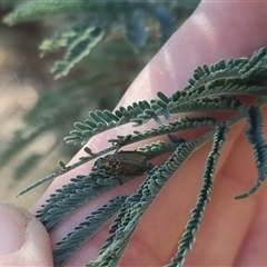 Diphucephala sp. (genus) at Bungendore, NSW - suppressed