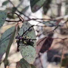 Daptolestes sp. (genus) (Robber Fly) at Bungendore, NSW - 25 Oct 2024 by clarehoneydove