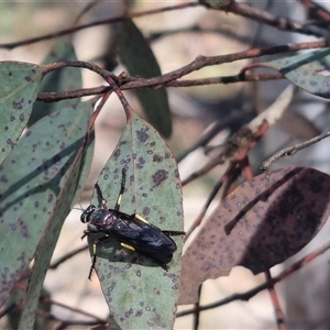 Daptolestes sp. (genus) at Bungendore, NSW - 26 Oct 2024