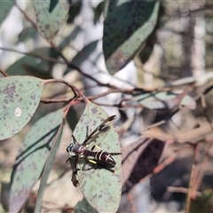 Daptolestes sp. (genus) at suppressed - 26 Oct 2024