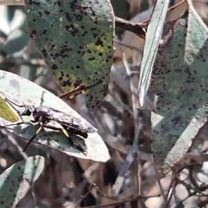 Daptolestes sp. (genus) at suppressed - 26 Oct 2024