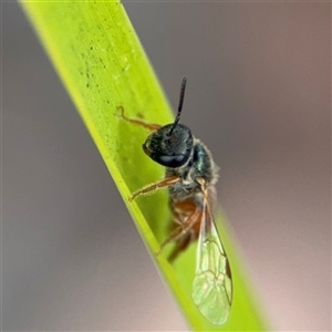 Lasioglossum sp. at Curtin, ACT - 25 Oct 2024