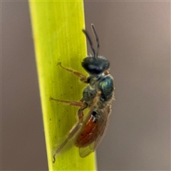 Lasioglossum sp. at Curtin, ACT - 25 Oct 2024