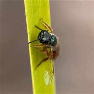 Lasioglossum sp. at Curtin, ACT - 25 Oct 2024