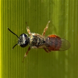 Lasioglossum (Homalictus) punctatum at Curtin, ACT - 25 Oct 2024