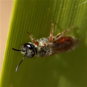 Lasioglossum (Homalictus) punctatum at Curtin, ACT - 25 Oct 2024