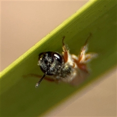 Lasioglossum (Homalictus) punctatum at Curtin, ACT - 25 Oct 2024