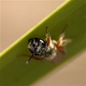 Lasioglossum (Homalictus) punctatum at Curtin, ACT - 25 Oct 2024