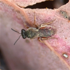 Lasioglossum (Homalictus) punctatum (A halictid bee) at Curtin, ACT - 25 Oct 2024 by Hejor1