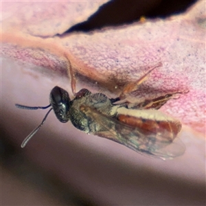 Lasioglossum (Homalictus) punctatum at Curtin, ACT - 25 Oct 2024 02:18 PM