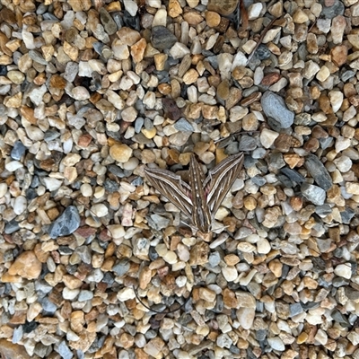 Hippotion celerio (Vine Hawk Moth) at Bonner, ACT - 26 Oct 2024 by TM