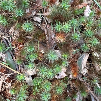 Polytrichaceae sp. (family) at Lorne, NSW - 26 Oct 2024 by Butlinz