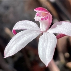 Caladenia alpina (Mountain Caps) at South Mount Cameron, TAS - 26 Oct 2024 by Clarel