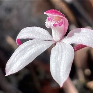 Caladenia alpina at South Mount Cameron, TAS - suppressed