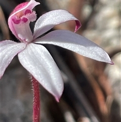 Caladenia alpina at South Mount Cameron, TAS - suppressed