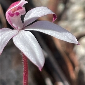 Caladenia alpina at South Mount Cameron, TAS - suppressed