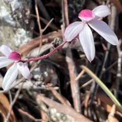 Caladenia alpina at South Mount Cameron, TAS - 26 Oct 2024