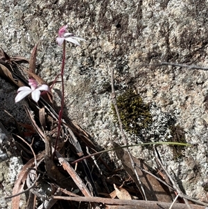 Caladenia alpina at South Mount Cameron, TAS - suppressed