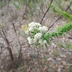 Trapezites luteus (Yellow Ochre, Rare White-spot Skipper) at Kambah, ACT - 27 Oct 2024 by LPadg