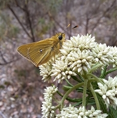 Trapezites luteus at Kambah, ACT - 27 Oct 2024 09:32 AM