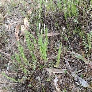 Leptorhynchos squamatus subsp. squamatus at Kambah, ACT - 27 Oct 2024 07:48 AM