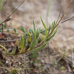 Leptorhynchos squamatus subsp. squamatus at Kambah, ACT - 27 Oct 2024