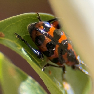 Mecynodera balyi (Leaf Beetle) at Greenleigh, NSW - 26 Oct 2024 by Hejor1