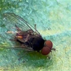 Lindneromyia sp. (Flat-footed fly) at Greenleigh, NSW - 26 Oct 2024 by Hejor1