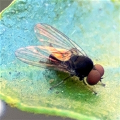 Lindneromyia sp. at Greenleigh, NSW - 26 Oct 2024 09:42 AM