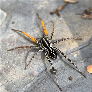 Nyssus coloripes at Greenleigh, NSW - 26 Oct 2024