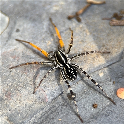 Nyssus coloripes (Spotted Ground Swift Spider) at Greenleigh, NSW - 26 Oct 2024 by Hejor1