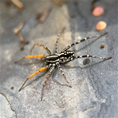 Nyssus coloripes at Greenleigh, NSW - 26 Oct 2024 09:40 AM