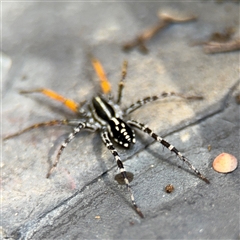 Nyssus coloripes at Greenleigh, NSW - 26 Oct 2024