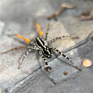 Nyssus coloripes at Greenleigh, NSW - 26 Oct 2024 09:40 AM