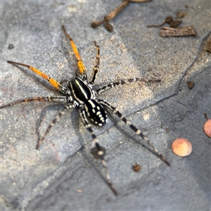 Nyssus coloripes at Greenleigh, NSW - 26 Oct 2024